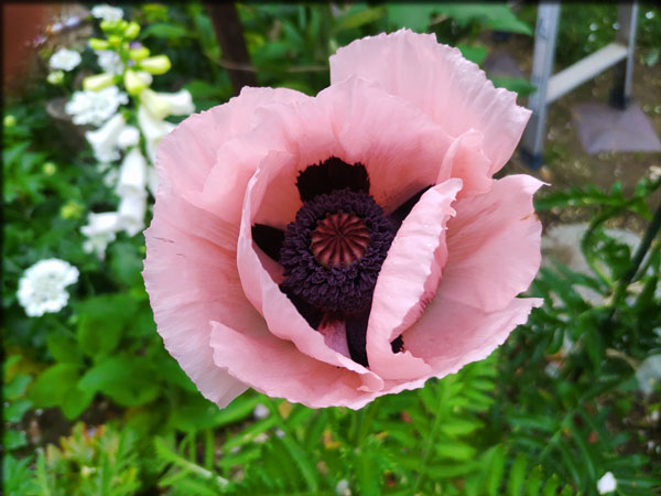 庭の宿根草 私の好きなバラとシェルティー