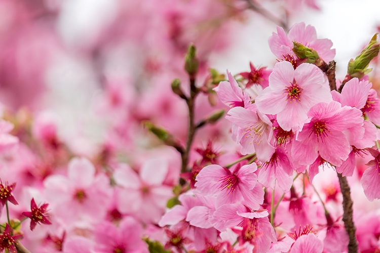 f:id:mioanju111:20151108120040j:plain
