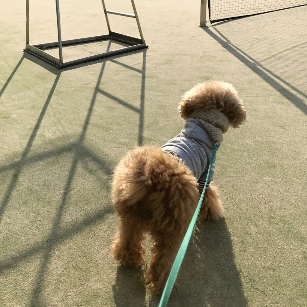 f:id:miocane:20170122151615j:plain