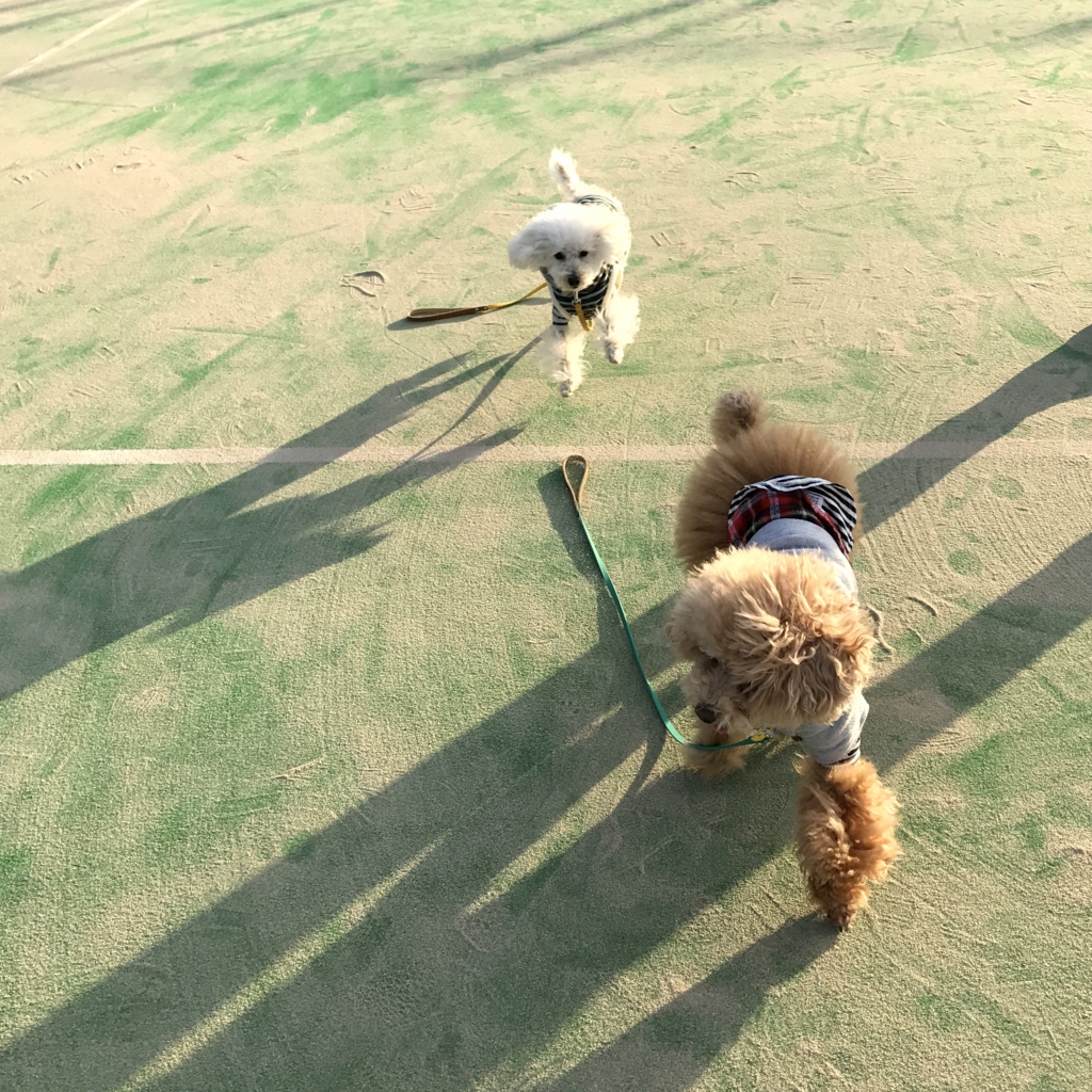 f:id:miocane:20170122155054j:plain