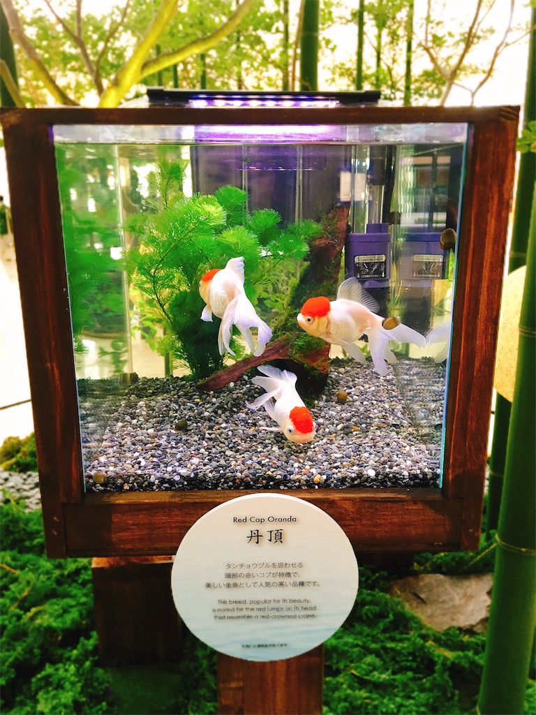 涼しげ ヒルトンホテル金魚展示 鈴木みおの日常ぶろぐ 涼しげ ヒルトンホテル金魚展示 鈴木みおの日常ぶろぐ