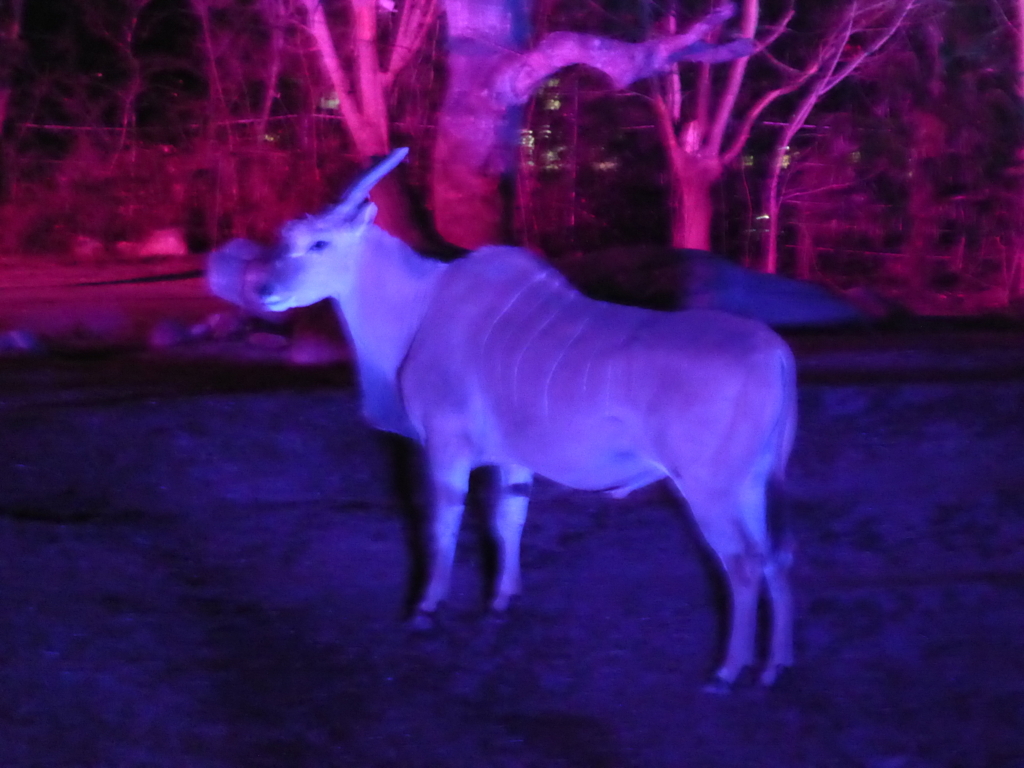 天王寺動物園 エランド ミオン動物園