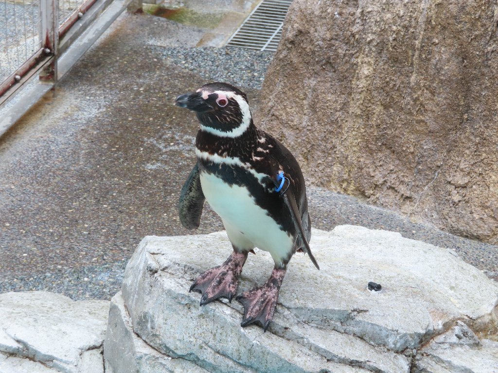 長崎ペンギン水族館 マゼランペンギン - ミオン動物園