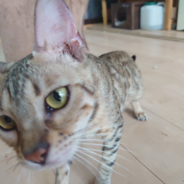 f:id:mionote:20221028074115j:image