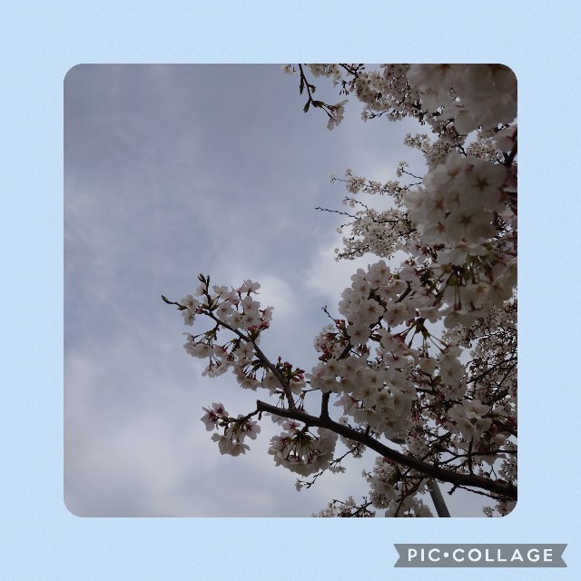 f:id:mionote:20240412182827j:image