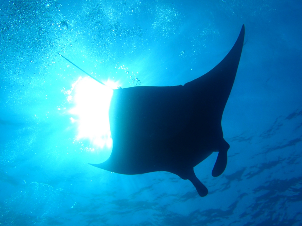 【MANTA】石垣島ダイビング - mico-lifestyle’s blog