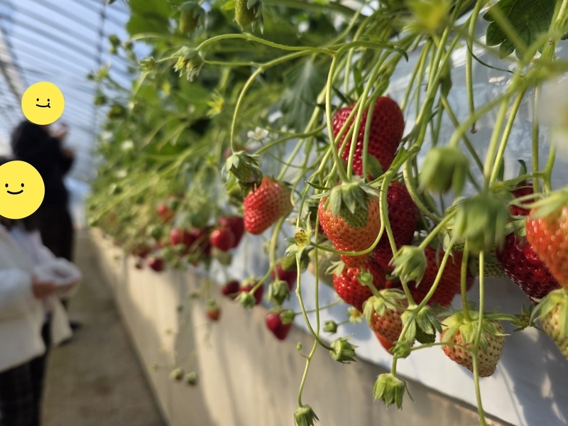 いちご狩り②