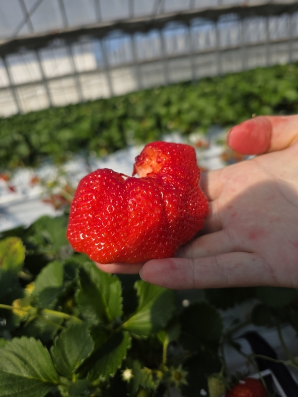 いちご狩り⑥