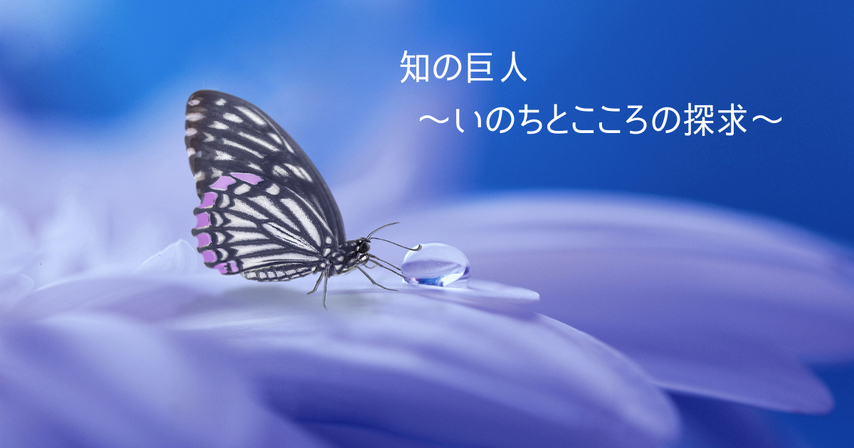 f:id:miracchi:20210629212134p:plain