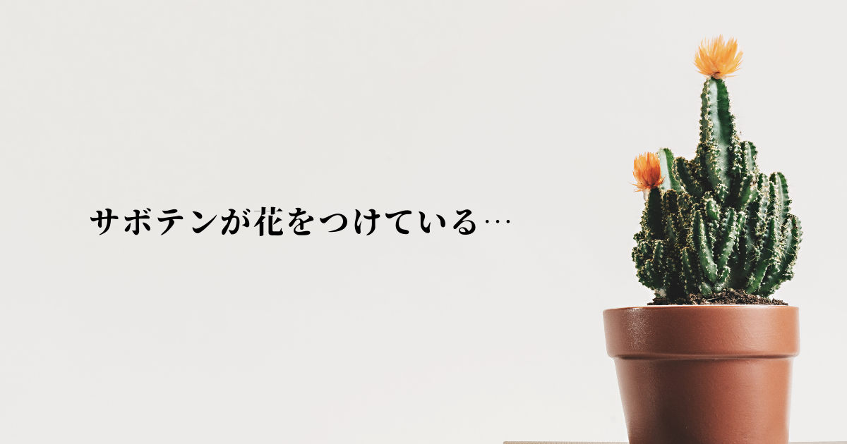 レコアさんのこと お題 赤いものは好きですか みらっちの読書ブログ