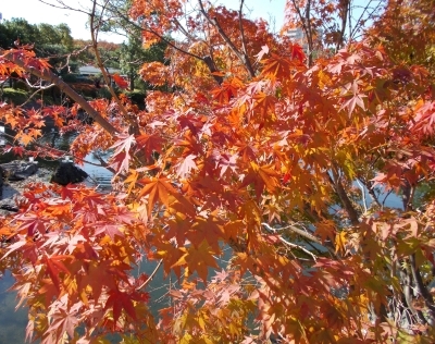 f:id:miracle-magic:20191117185720j:plain f:id:miracle-magic:20191117185720j:plain