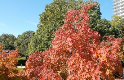 f:id:miracle-magic:20191117212221j:plain f:id:miracle-magic:20191117212221j:plain