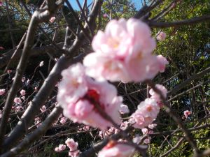 f:id:miracle-magic:20200619185149j:plain