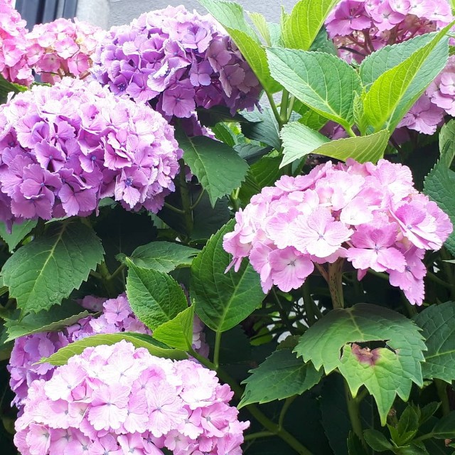 片付け 1日１捨 ６月の記録 衣替えで自分の服の処分 キラリ ライフブログ