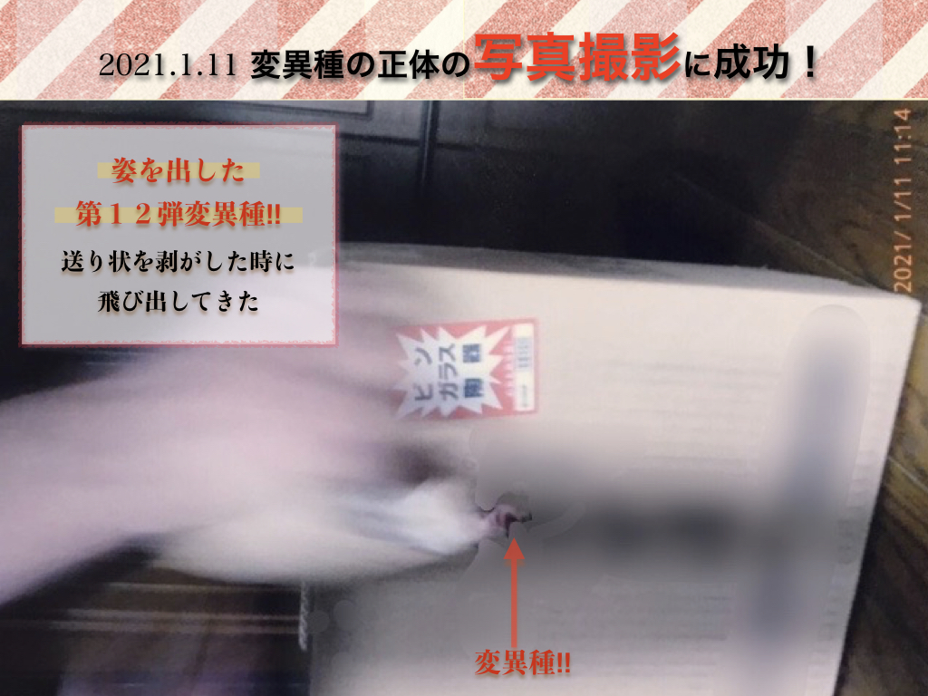 f:id:mirai-hadou:20210113000631j:plain