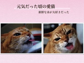 f:id:mirai-hadou:20210522180414j:plain