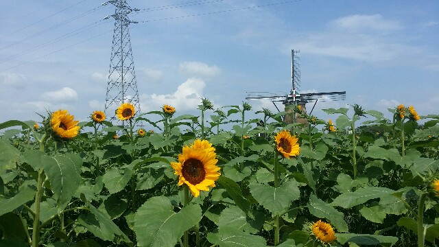 f:id:mirai676:20160802194653j:image f:id:mirai676:20160802194653j:image