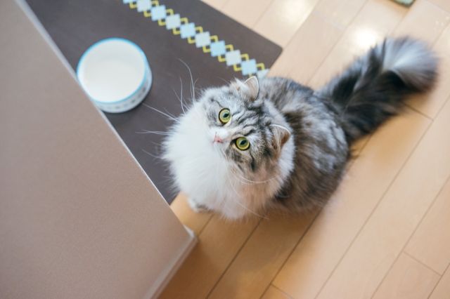 猫が餌を夜中にねだってくる これってなんなの 猫餌問題 未来のために今を生きる