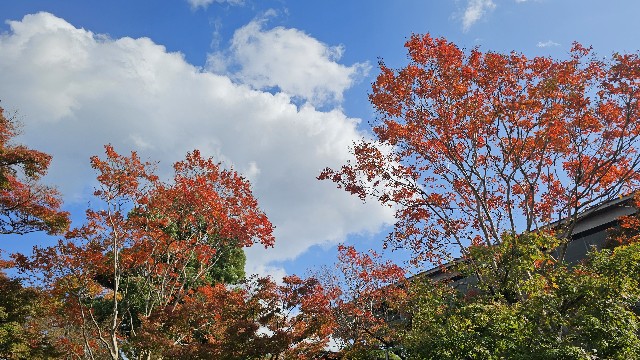 f:id:mirainbow:20251207062453j:image
