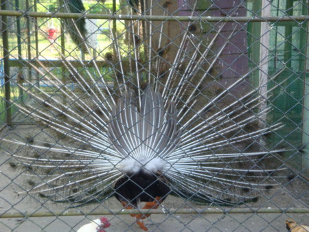 f:id:mirainodaifugoo:20100612170821j:image