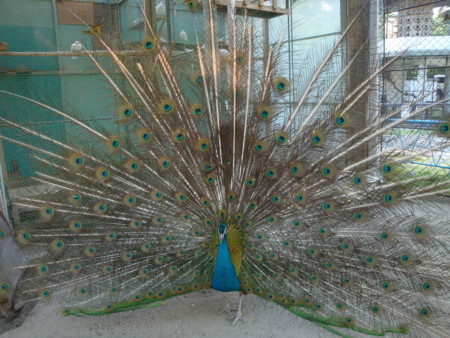 f:id:mirainodaifugoo:20100612170855j:image