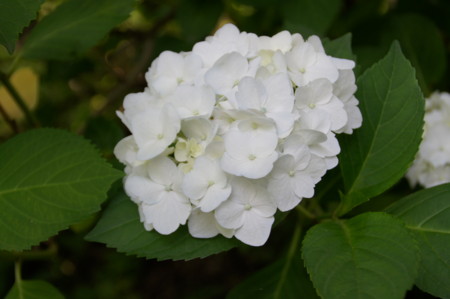 f:id:mirainodaifugoo:20100626064327j:image