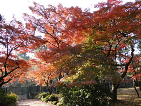 f:id:mirainodaifugoo:20101202091955j:image