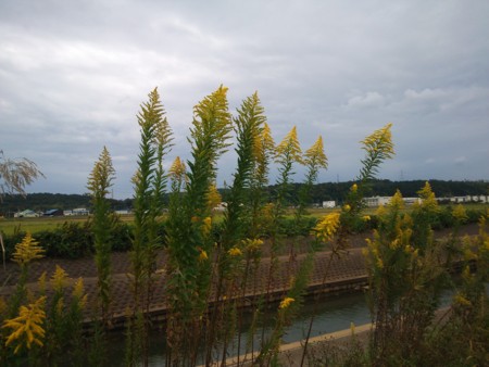 f:id:mirainodaifugoo:20151013214204j:image