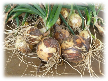 f:id:miraireport:20200515214401p:plain f:id:miraireport:20200515214401p:plain