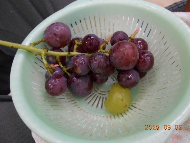 f:id:miraireport:20200920160626j:plain f:id:miraireport:20200920160626j:plain