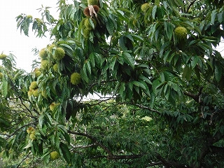 f:id:miraireport:20200925175154p:plain f:id:miraireport:20200925175154p:plain