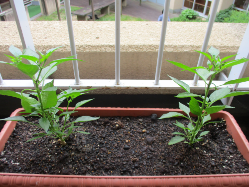 f:id:miraireport:20210616162135p:plain