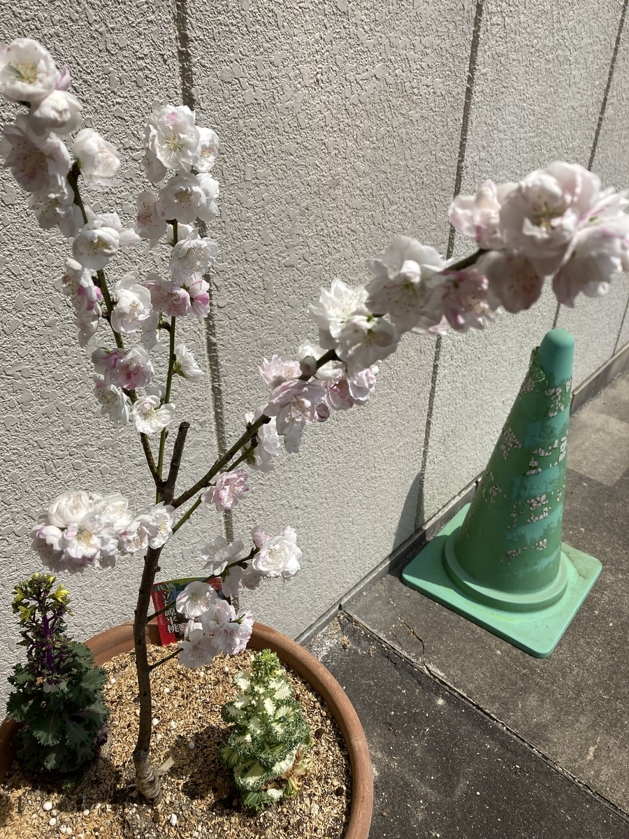 f:id:miraireport:20220411180108j:plain