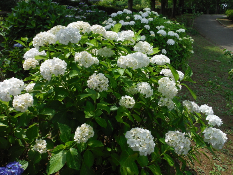 f:id:miraluna:20180605163220j:plain