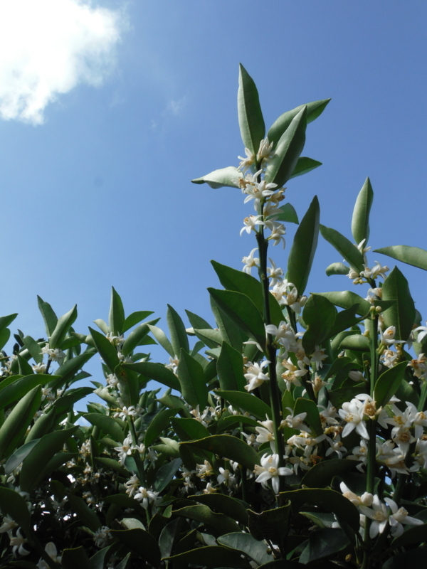 f:id:miraluna:20180710085723j:plain