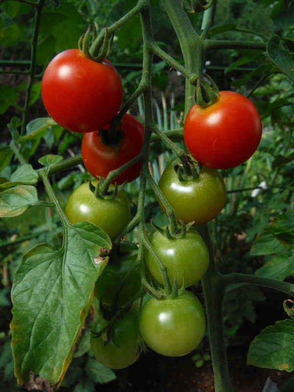 f:id:miraluna:20180710085724j:plain