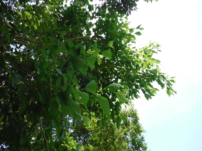 f:id:miraluna:20190526155315j:plain