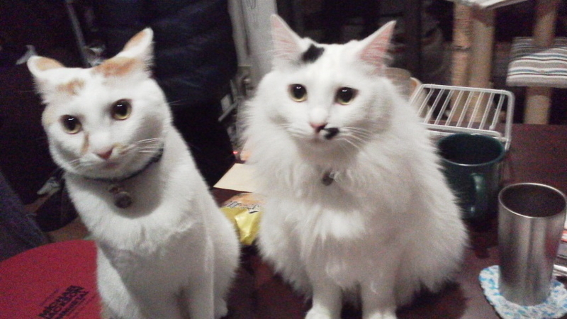 f:id:mirei20:20180108212653j:image:w640 f:id:mirei20:20180108212653j:image:w640