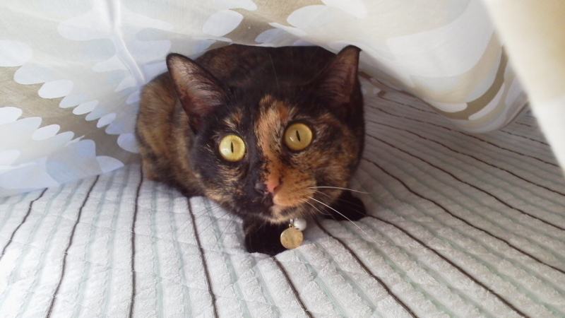 f:id:mirei20:20180302133918j:image:w640 f:id:mirei20:20180302133918j:image:w640