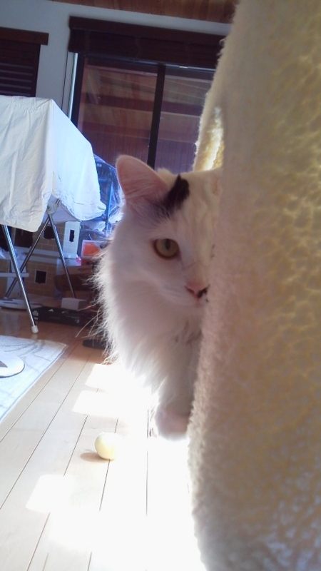 f:id:mirei20:20180326131744j:image:w360 f:id:mirei20:20180326131744j:image:w360