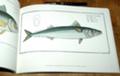  les poissons Marcus Elieser Bloch