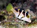 シマキンチャクフグ Canthigaster valentini