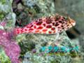 サラサゴンベ Cirrhitichthys falco