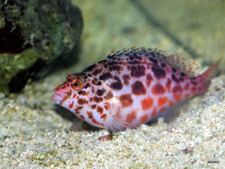 f:id:mireina:20090906213416j:image