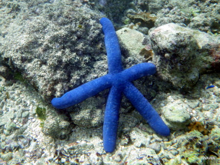 f:id:mireina:20100304084741j:image f:id:mireina:20100304084741j:image