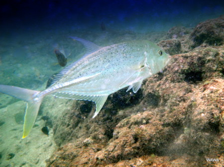 f:id:mireina:20100304084745j:image f:id:mireina:20100304084745j:image