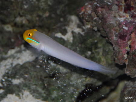 f:id:mireina:20110213190836j:image f:id:mireina:20110213190836j:image