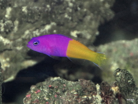 f:id:mireina:20110213195737j:image f:id:mireina:20110213195737j:image