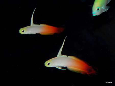 f:id:mireina:20110213234152j:image f:id:mireina:20110213234152j:image