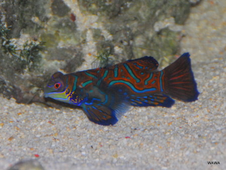 f:id:mireina:20110213234558j:image f:id:mireina:20110213234558j:image